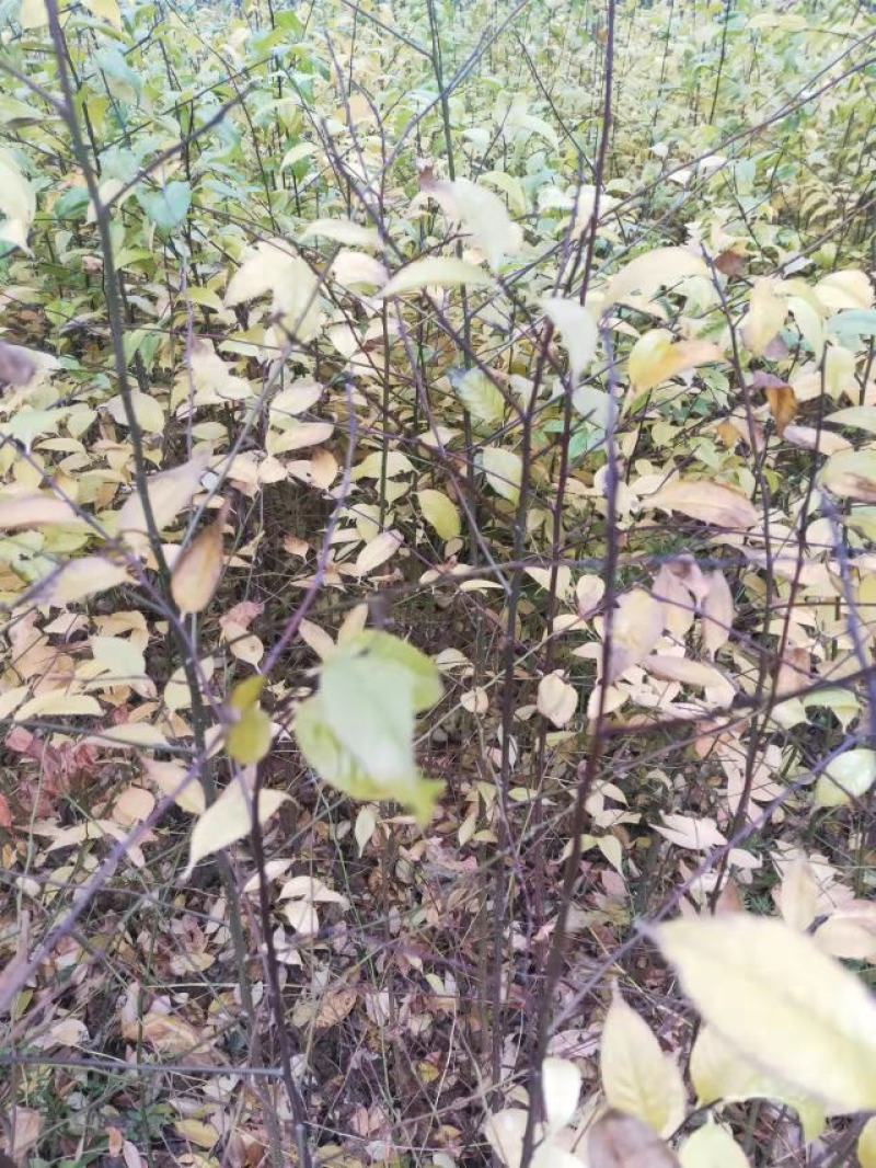 岗梅苗正宗江西小叶岗梅苗免费提供种植及回收参考