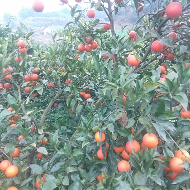 资中血橙产地直供