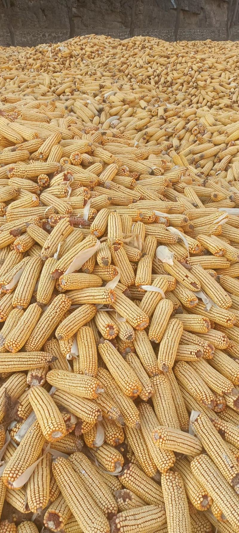 玉米出售