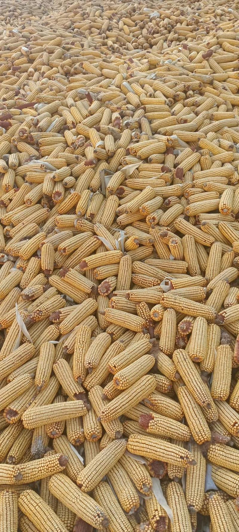 玉米出售