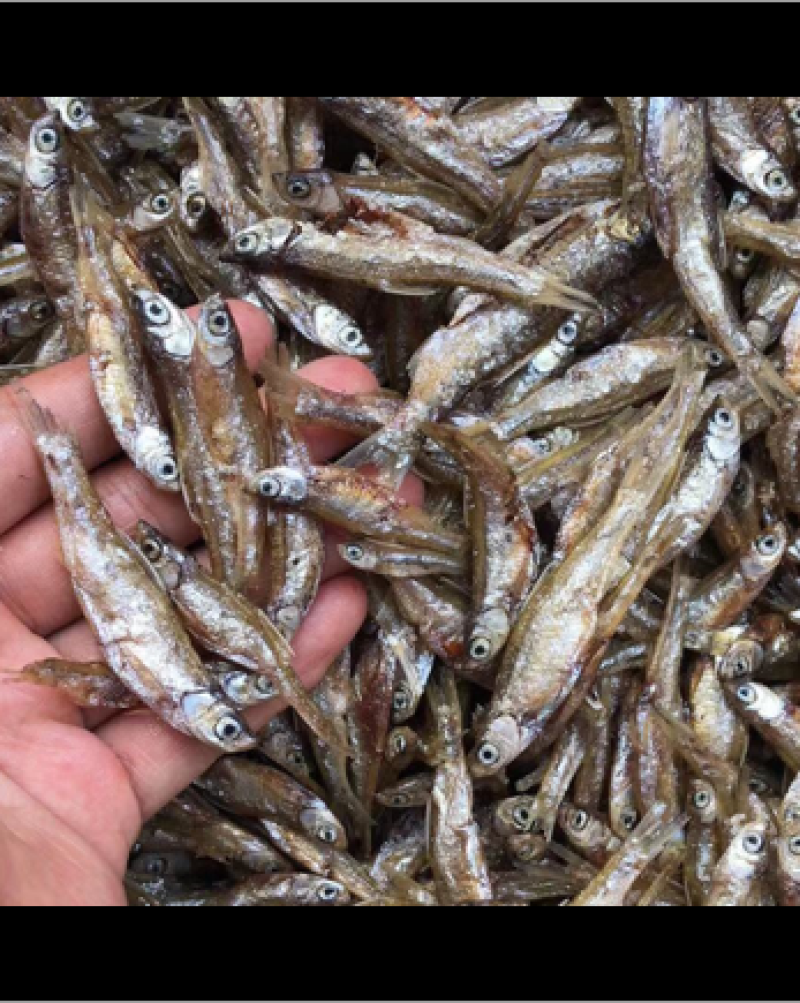 油炸鱼干白肖叼子翘白蓝刀油炸小鱼干小鱼仔鱼干无盐鱼干