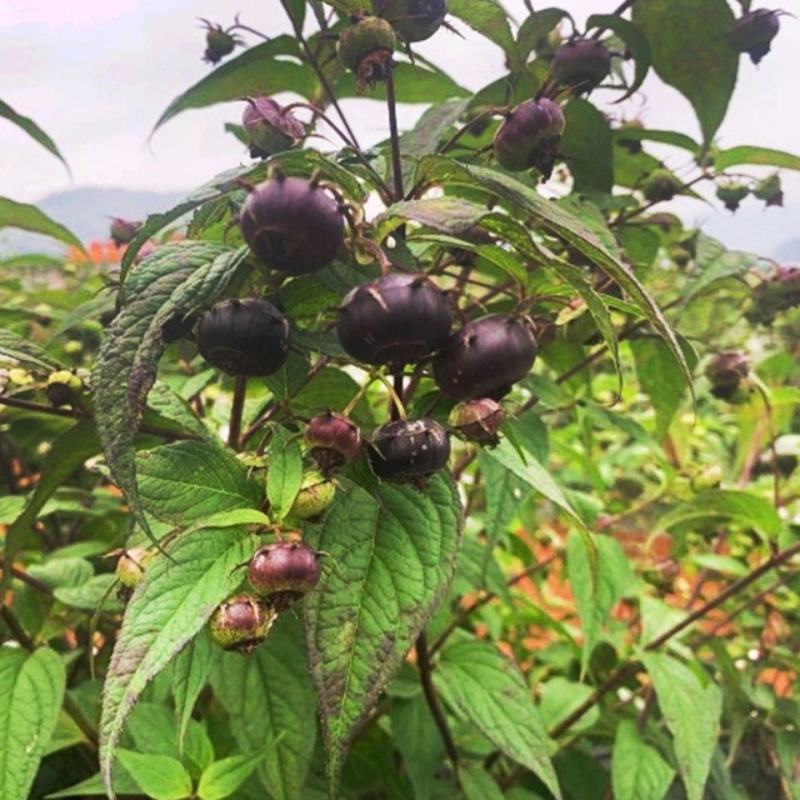 红果参罕见稀有新鲜水果富花青素黑果蜘蛛果