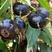 红果参罕见稀有新鲜水果富花青素黑果蜘蛛果