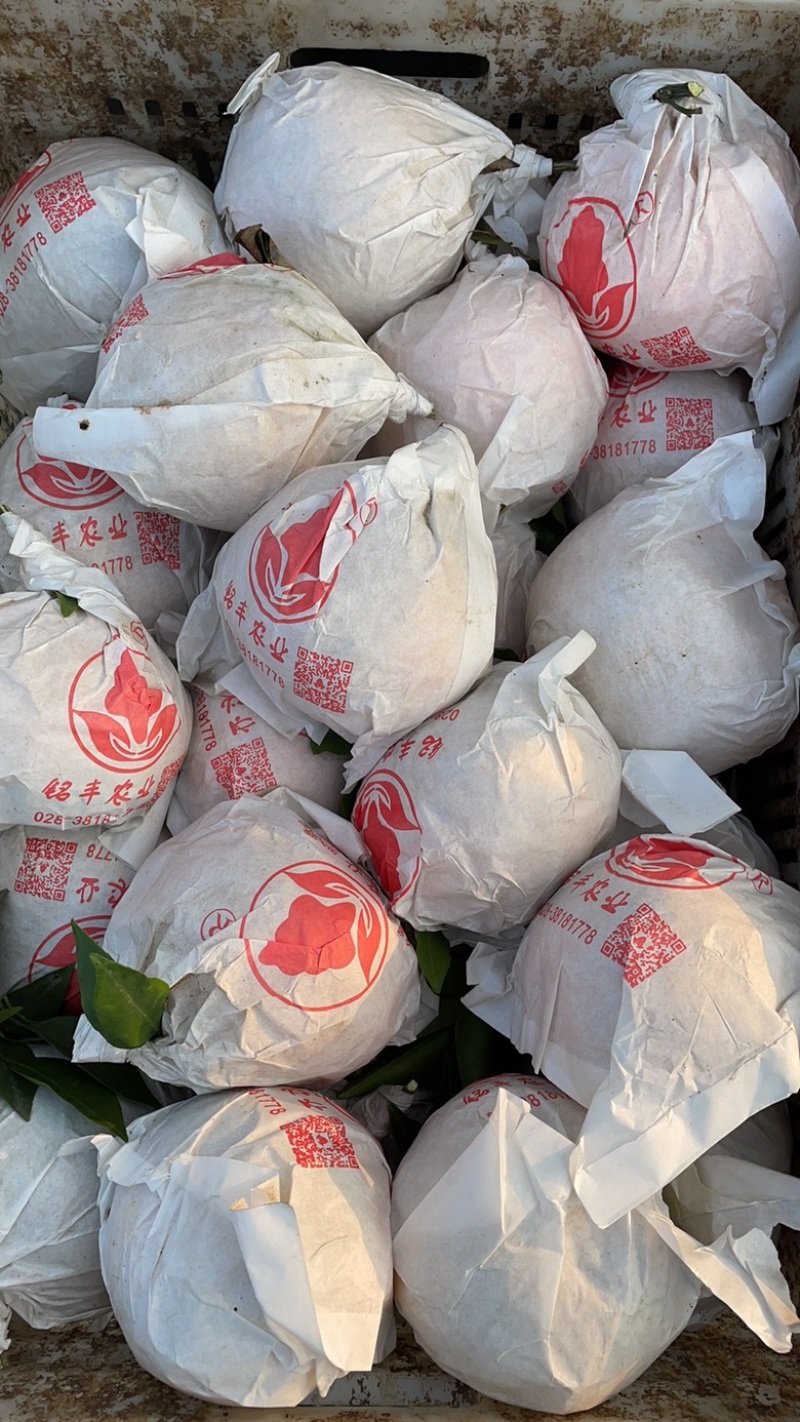 四川耙耙柑高次直供：电商货，拖板车货货源充足