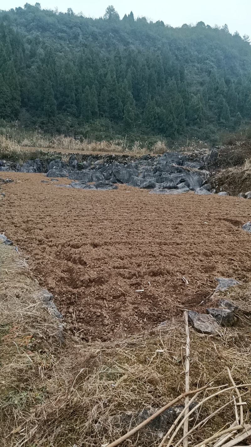 莓茶