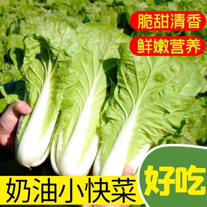 【热销】曹县奶白菜，快菜，产地直供，现挖现发，质优价廉