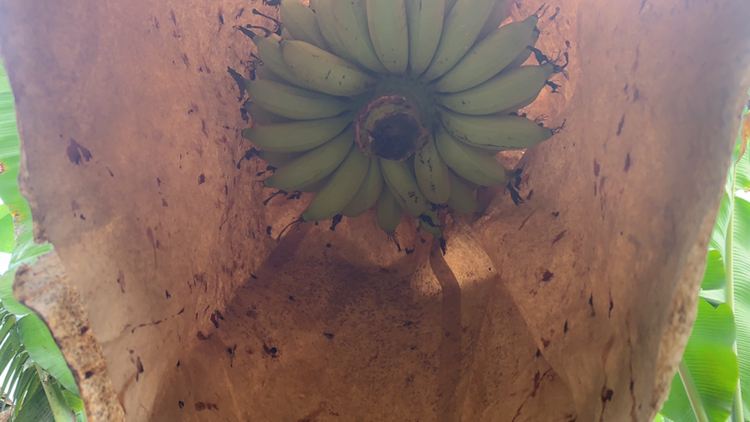 皇帝蕉与普通香蕉并列对比图