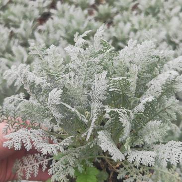 银叶菊芙蓉菊云南昆明宜良育景苗圃基地直销