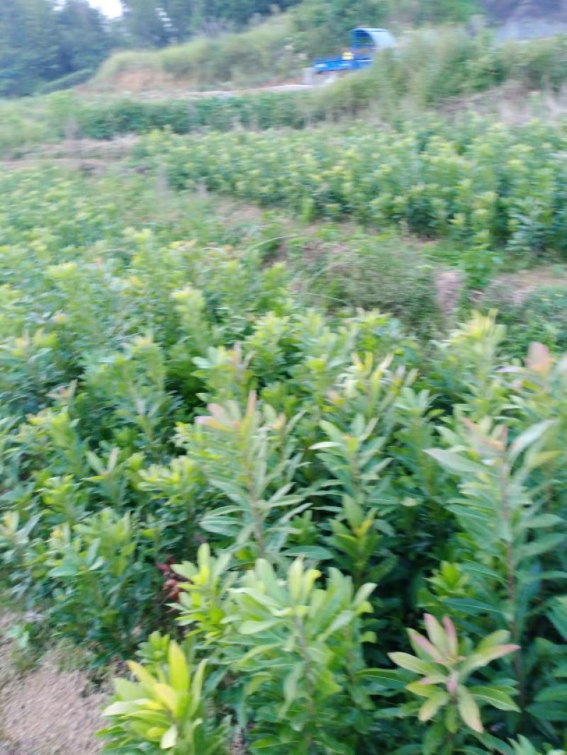 东魁杨梅苗，优秀的苗种，长期合作，原基地发货。