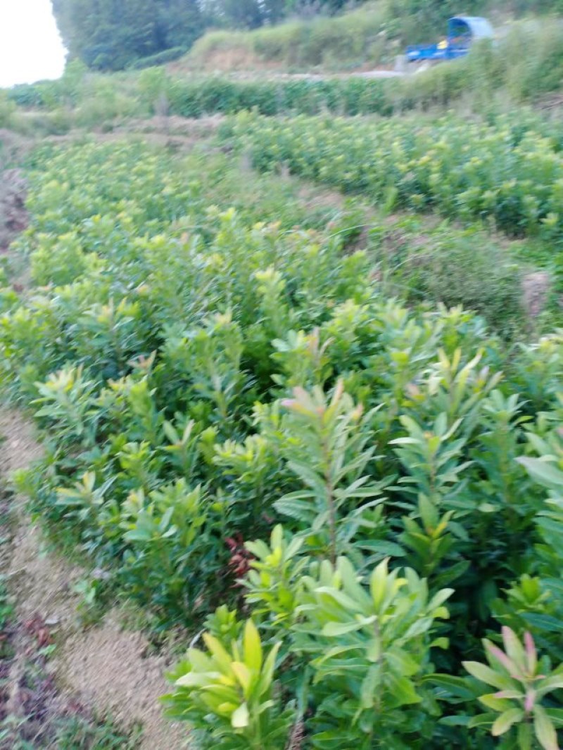 东魁杨梅苗，优秀的苗种，长期合作，原基地发货。