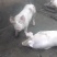 自己家喂的。大猪，小猪母猪都有。疫苗全部都打了的。外二元