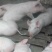 自己家喂的。大猪，小猪母猪都有。疫苗全部都打了的。外二元