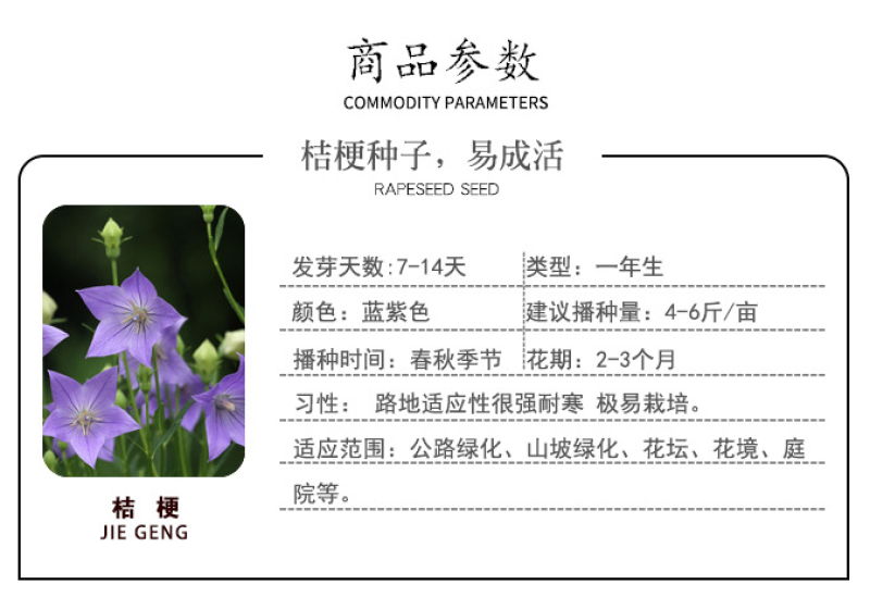 桔梗种子新种子桔梗籽四季种植花卉发芽率高