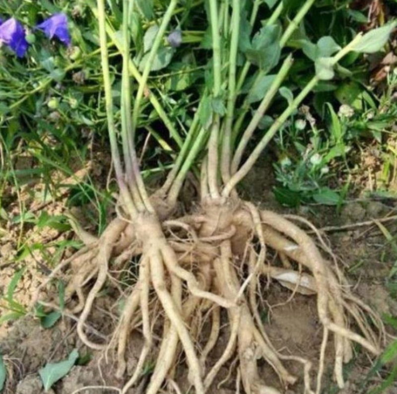 桔梗种子新种子桔梗籽四季种植花卉发芽率高