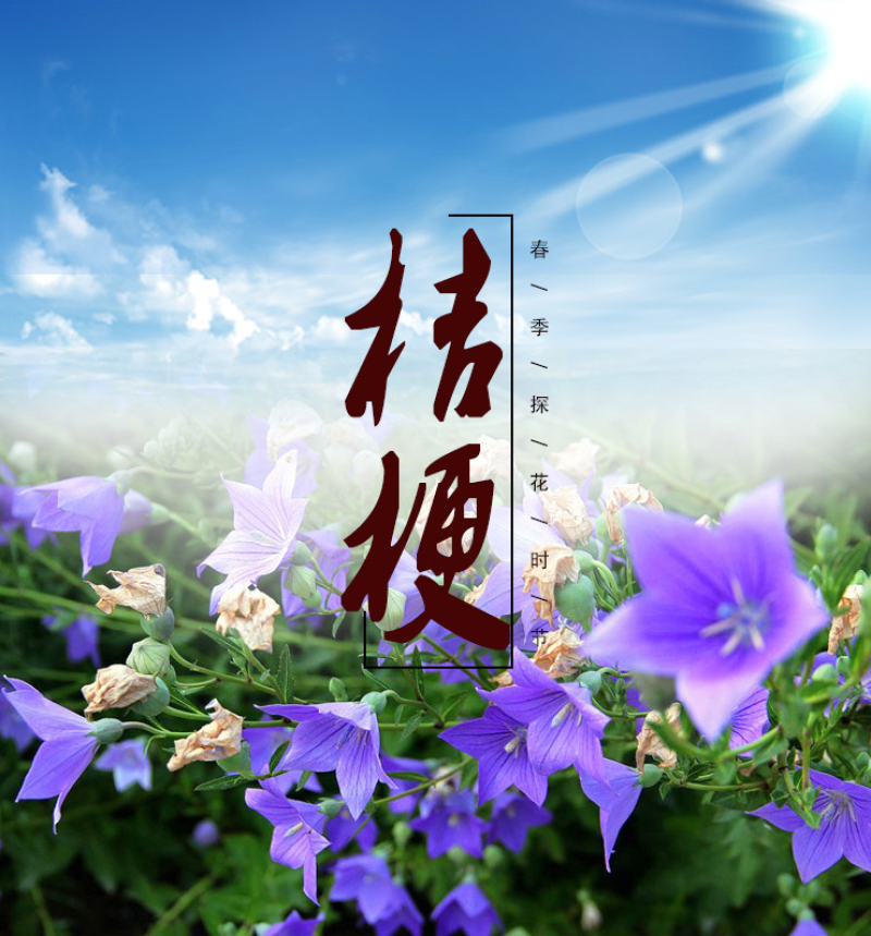 桔梗种子新种子桔梗籽四季种植花卉发芽率高