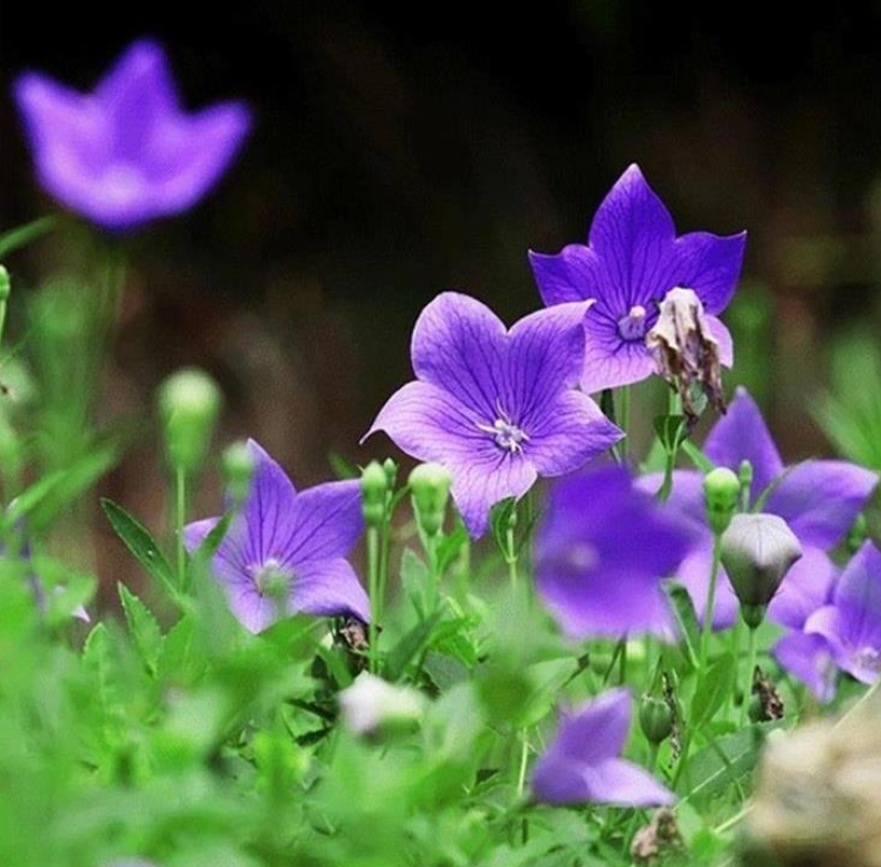 桔梗种子新种子桔梗籽四季种植花卉发芽率高