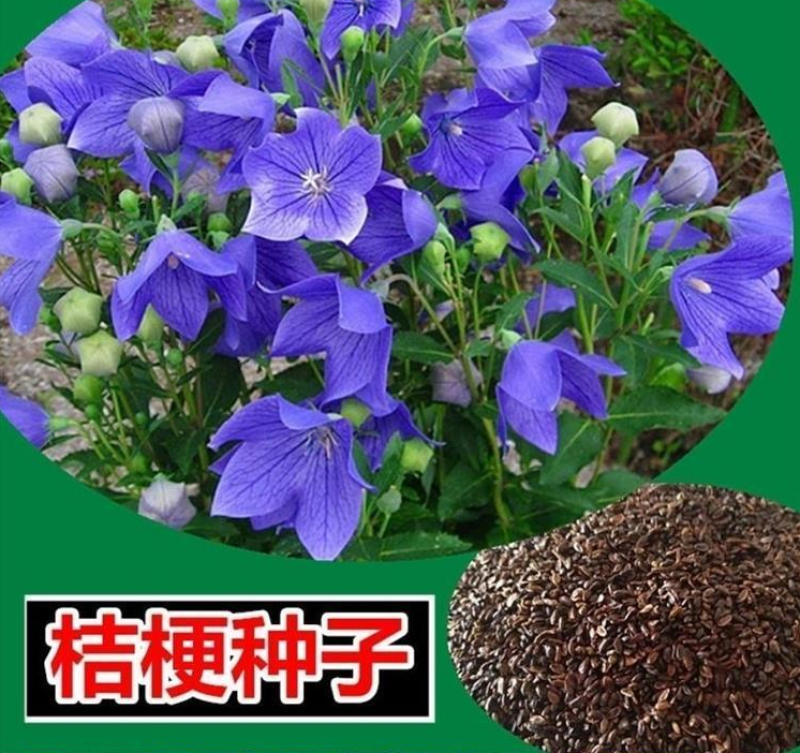 桔梗种子新种子桔梗籽四季种植花卉发芽率高
