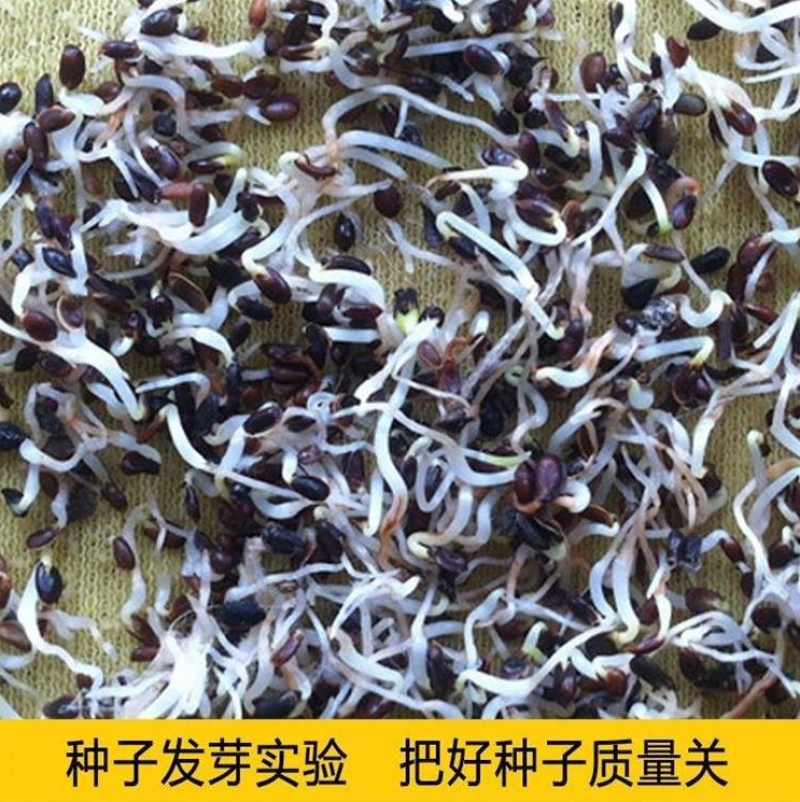 桔梗种子新种子桔梗籽四季种植花卉发芽率高