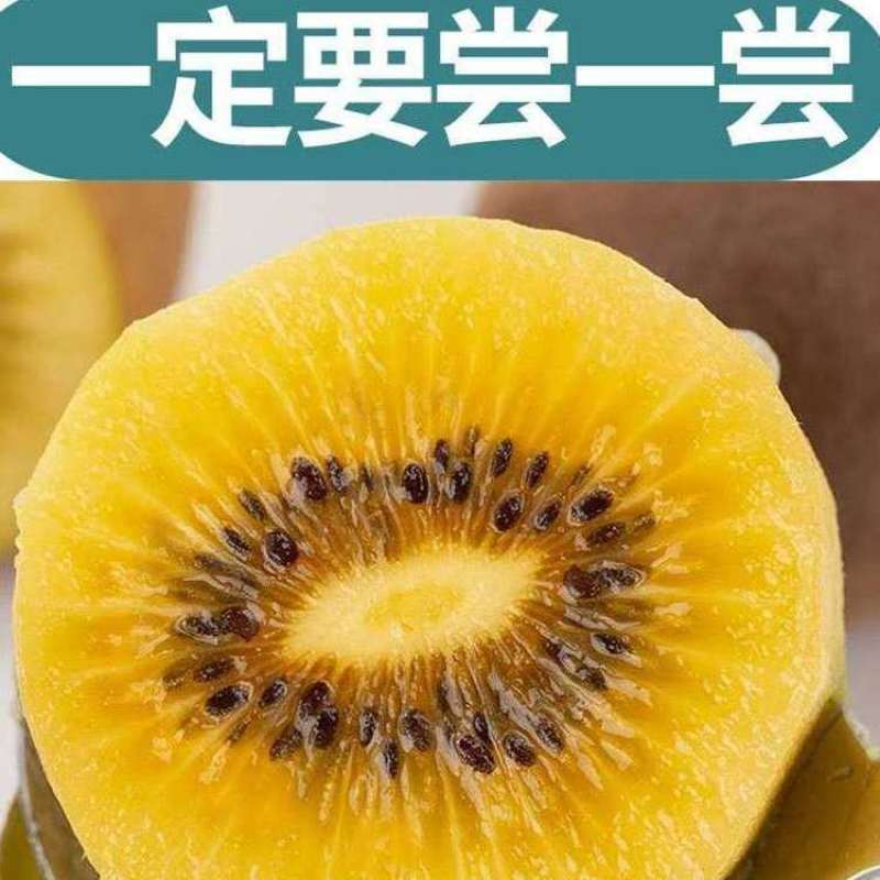 【一件代发】四川黄心猕猴桃黄色黄金水果奇异果猕猴桃包邮