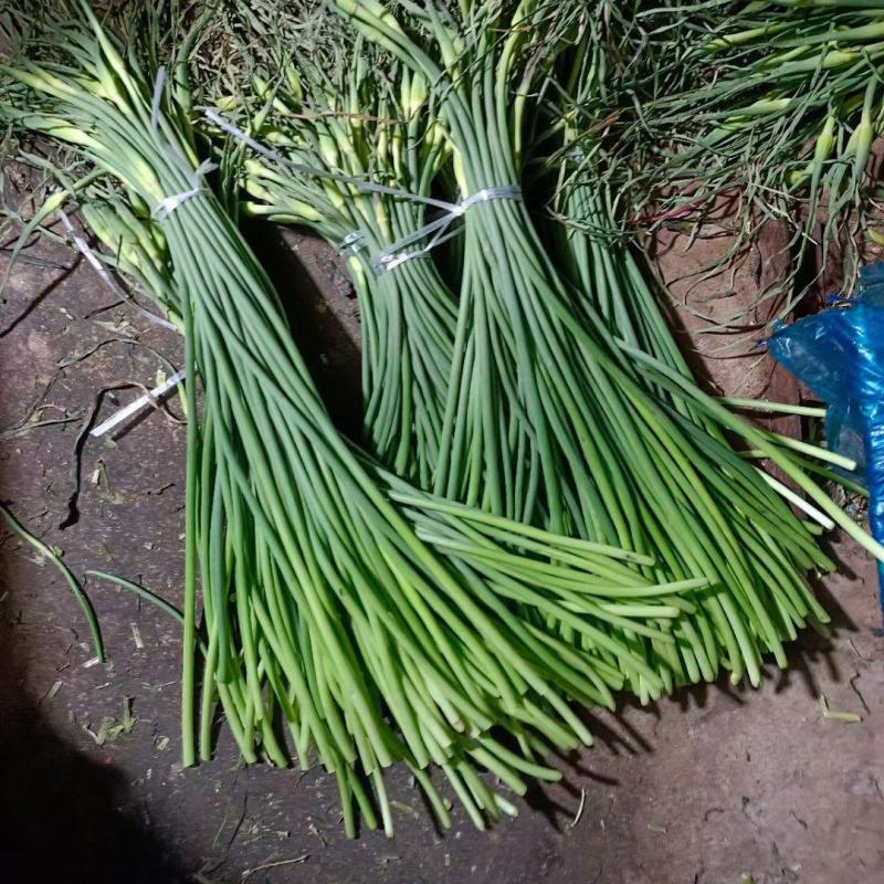 山东冷库蒜苔精品蒜苔产地红帽白帽大量供应一手货源