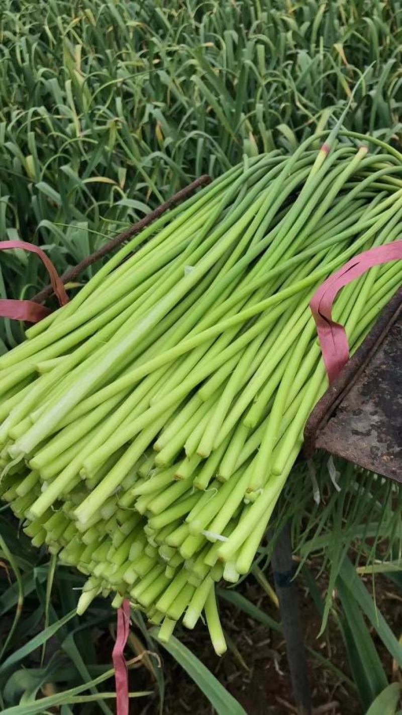 山东冷库蒜苔精品蒜苔产地红帽白帽大量供应一手货源