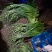 山东冷库蒜苔精品蒜苔产地红帽白帽大量供应一手货源
