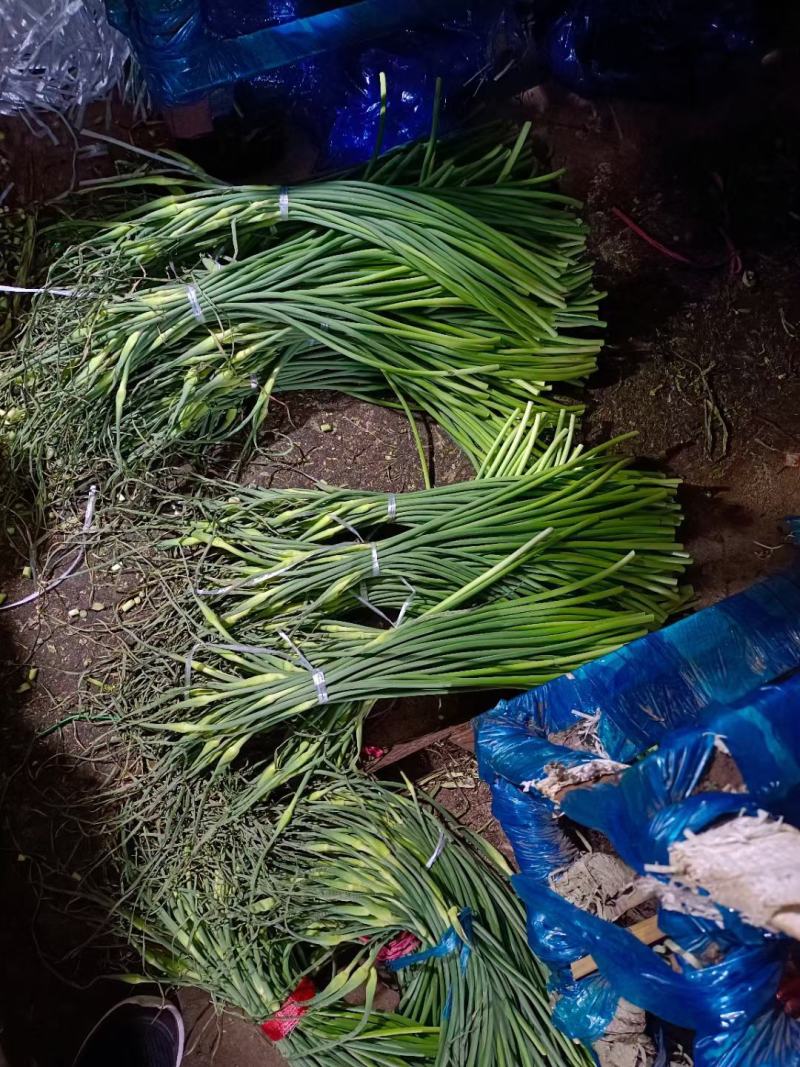 山东冷库蒜苔精品蒜苔产地红帽白帽大量供应一手货源