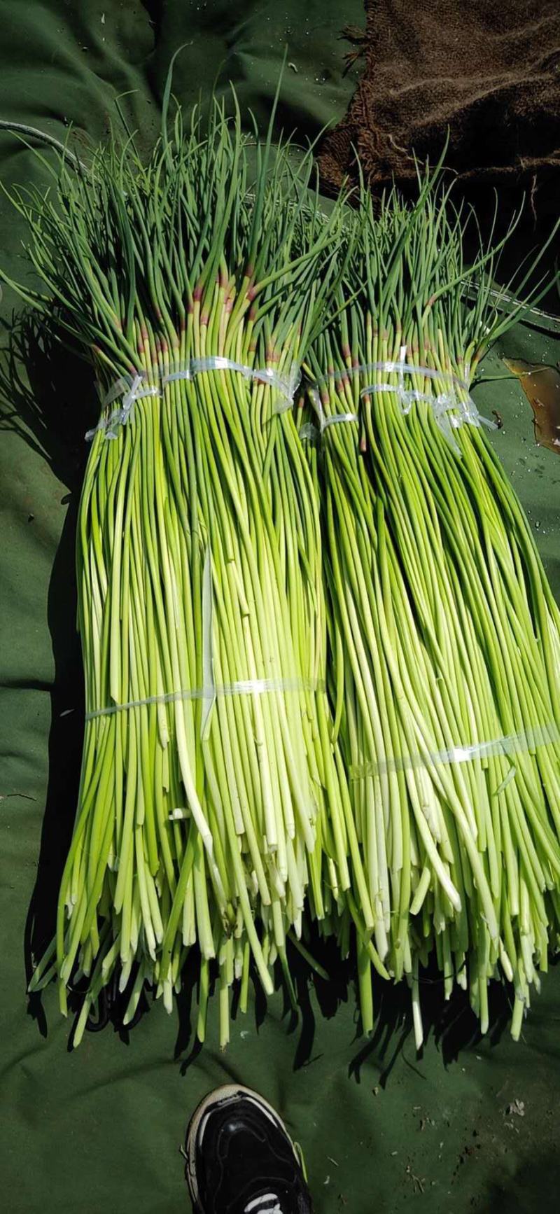山东冷库蒜苔精品蒜苔产地红帽白帽大量供应一手货源