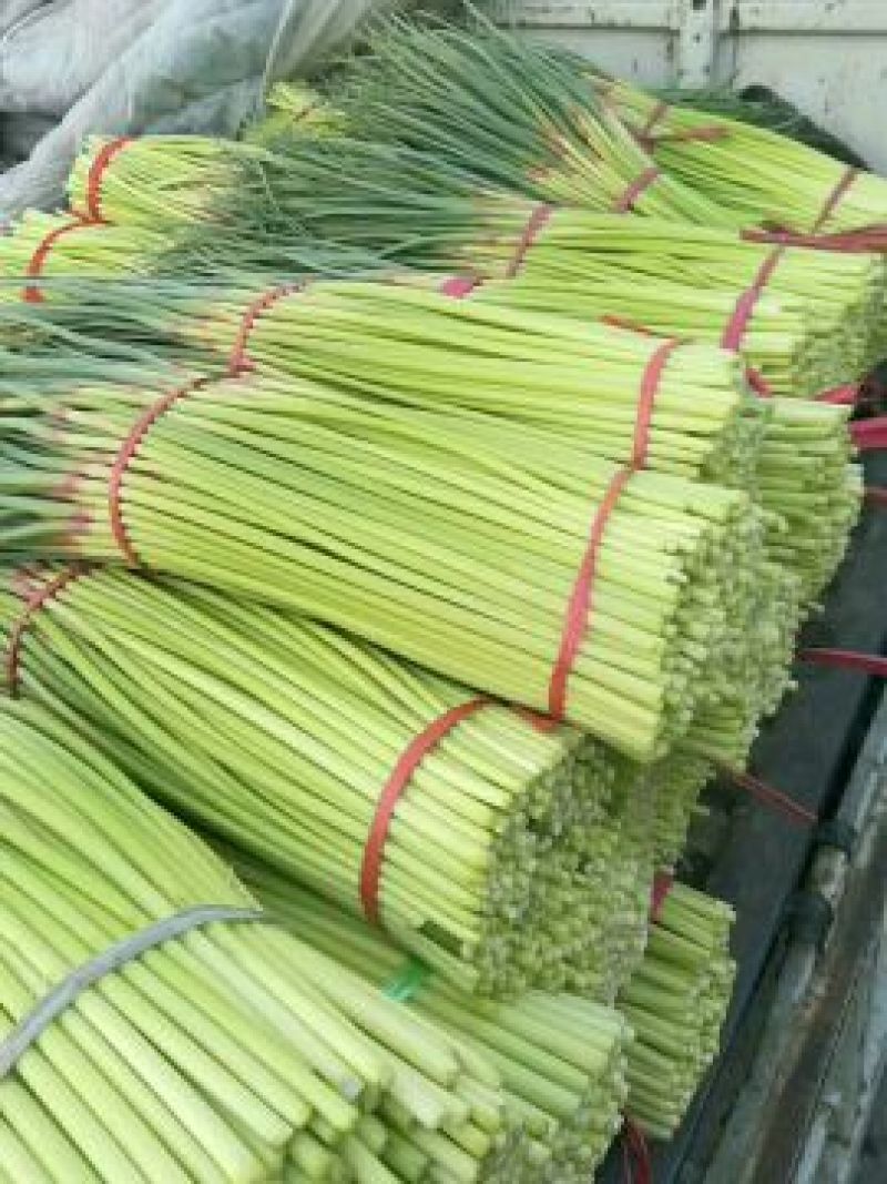山东冷库蒜苔精品蒜苔产地红帽白帽大量供应一手货源