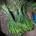 山东冷库蒜苔精品蒜苔产地红帽白帽大量供应一手货源