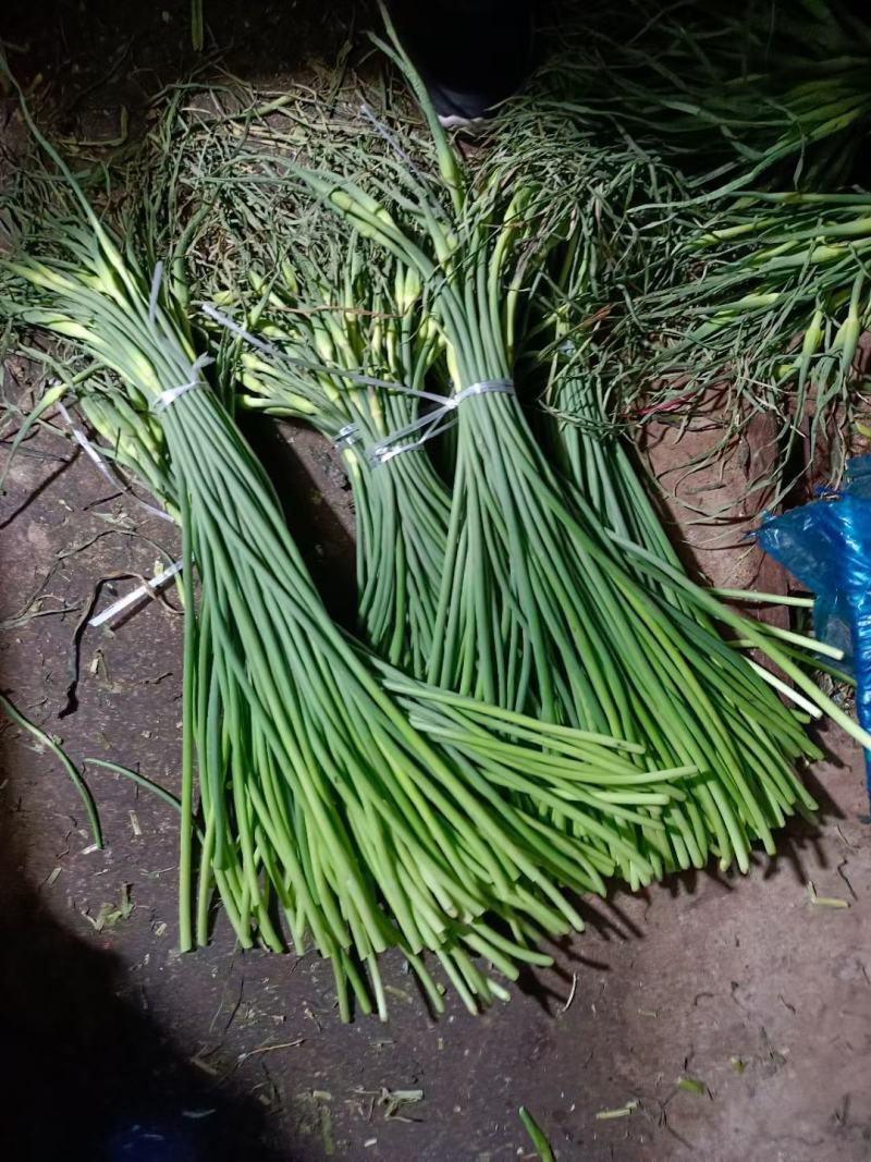山东冷库蒜苔精品蒜苔产地红帽白帽大量供应一手货源