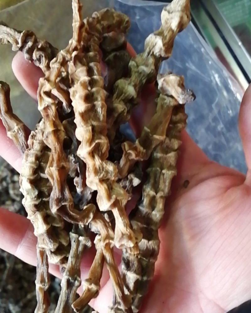 虫草参云南虫草参地参农副产品不满意可退换货
