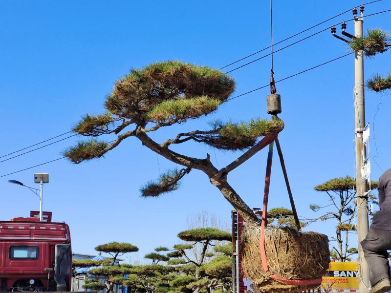 迎客松，造型松小精品，庭院景观松，别墅黑松，房地产黑松
