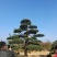 迎客松，造型松小精品，庭院景观松，别墅黑松，房地产黑松