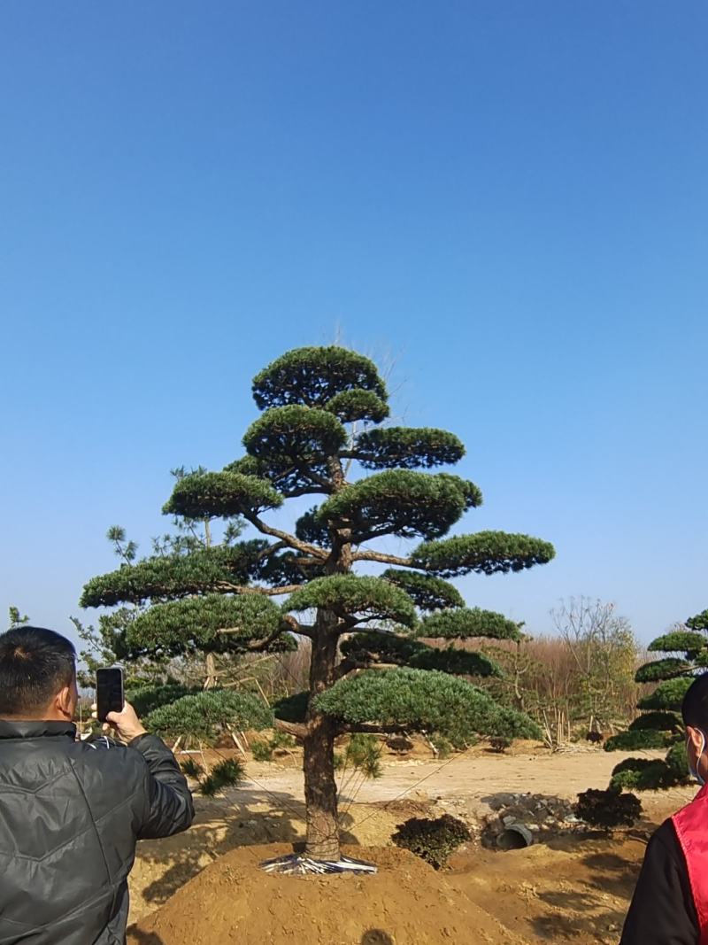 迎客松，造型松小精品，庭院景观松，别墅黑松，房地产黑松