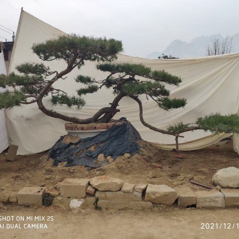 迎客松，造型松小精品，庭院景观松，别墅黑松，房地产黑松