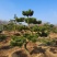 迎客松，造型松小精品，庭院景观松，别墅黑松，房地产黑松