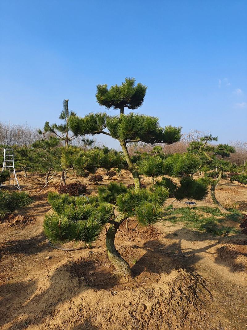 迎客松，造型松小精品，庭院景观松，别墅黑松，房地产黑松