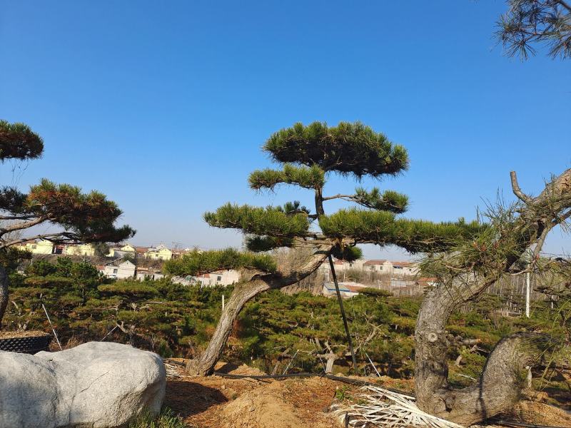 迎客松，造型松小精品，庭院景观松，别墅黑松，房地产黑松