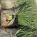 福建蒜苗