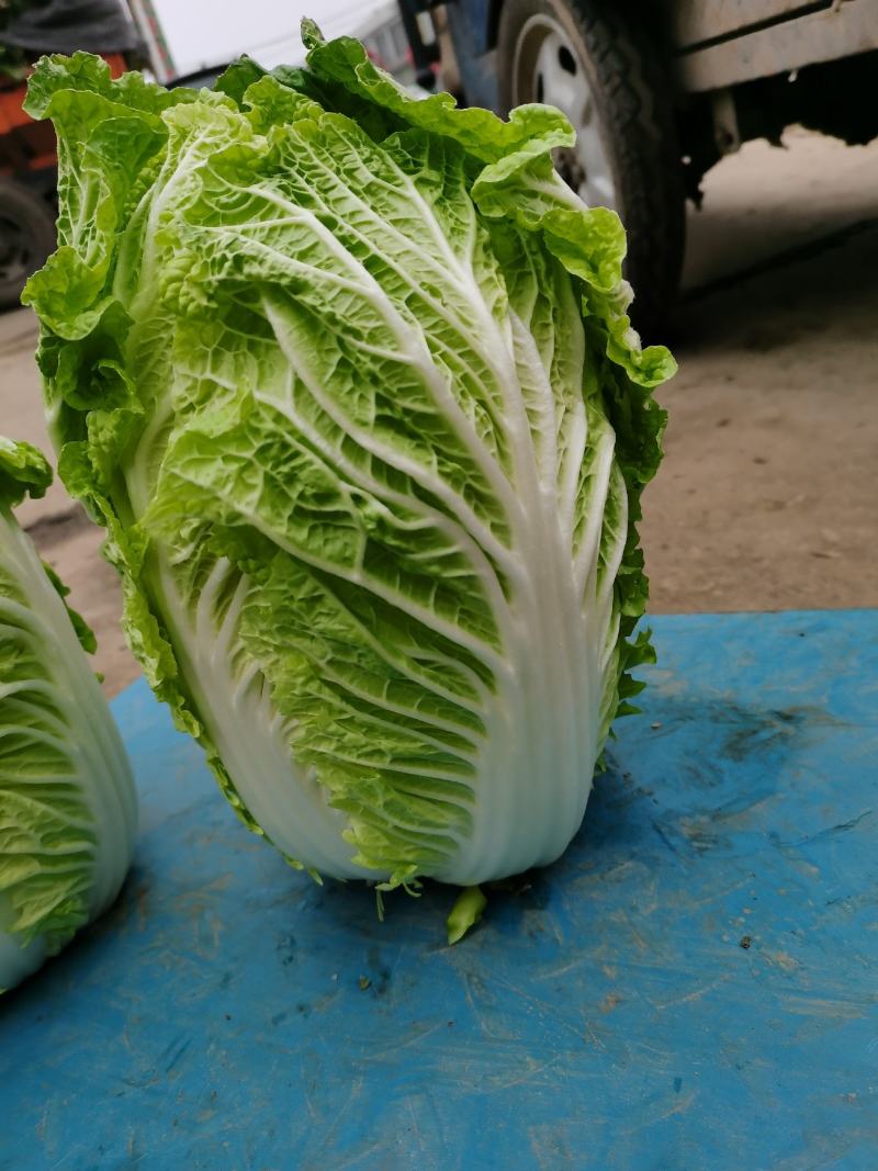 山东省临沂市兰陵县秋宝黄心白菜，基地直供，