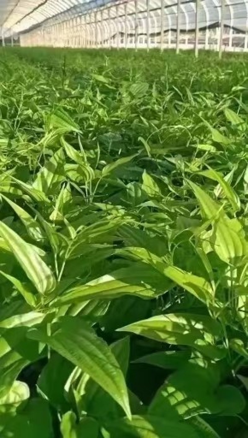 百部（对叶百部），多年生藤本，别名大叶百部