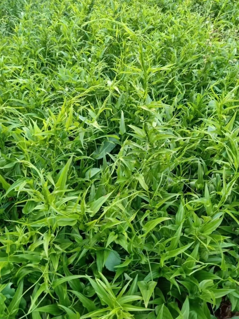 百部（对叶百部），多年生藤本，别名大叶百部