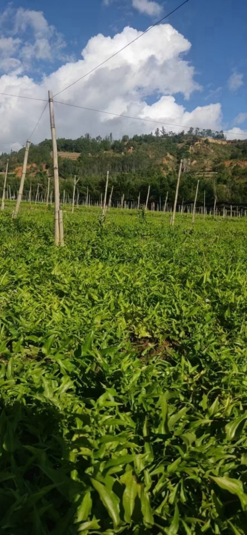 百部（对叶百部），多年生藤本，别名大叶百部