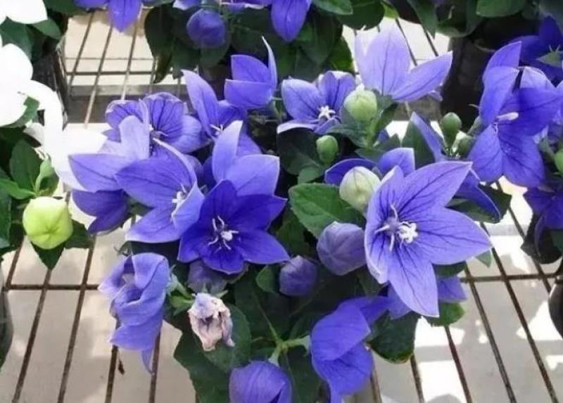 桔梗种子包袱花花种铃铛花景观花种盆栽多年生花种子阳台盆栽