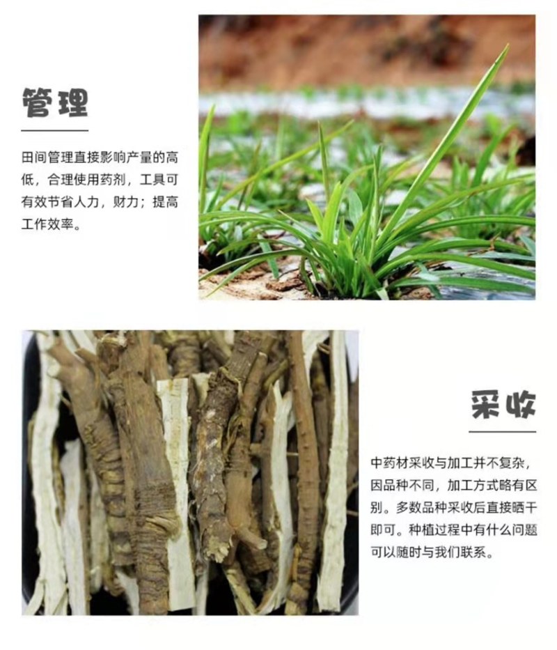 桔梗种子包袱花花种铃铛花景观花种盆栽多年生花种子阳台盆栽