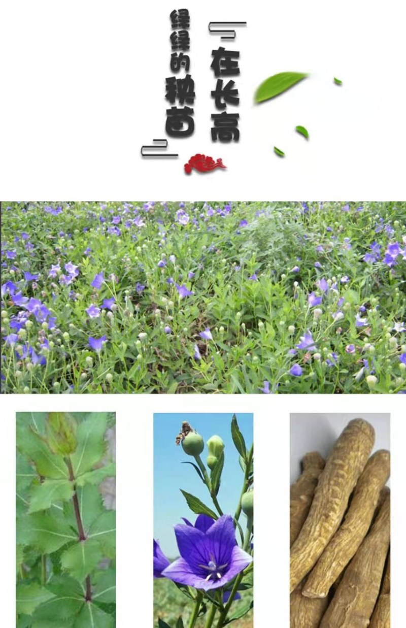 桔梗种子包袱花花种铃铛花景观花种盆栽多年生花种子阳台盆栽