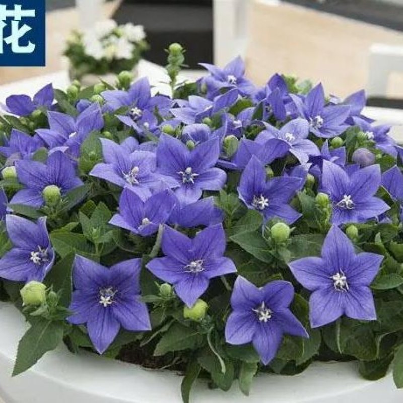 桔梗种子包袱花花种铃铛花景观花种盆栽多年生花种子阳台盆栽