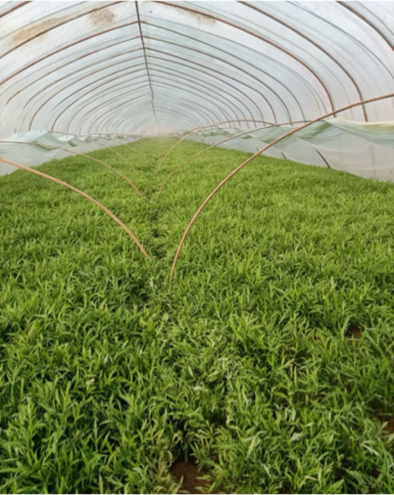 大棚芦篙去根去叶自种大棚现摘现发批量发货