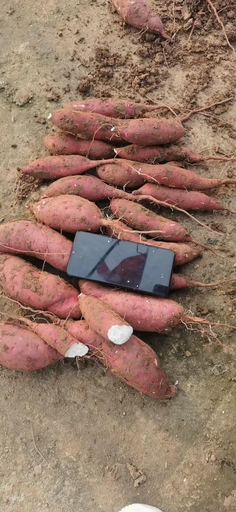 红薯种苗品种齐全:脱毒商薯十九、济薯二五、西瓜红